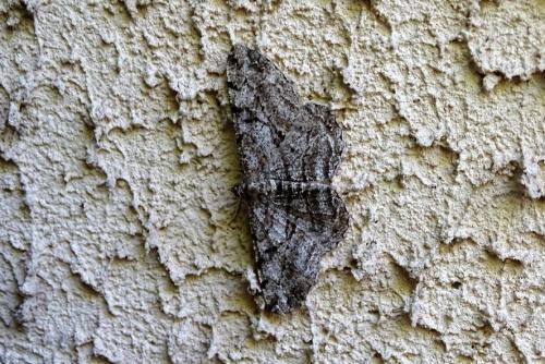Peribatodes rhomboidaria